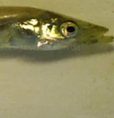 Team TobiasFisch