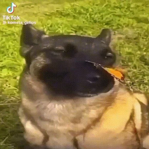 ButterDog