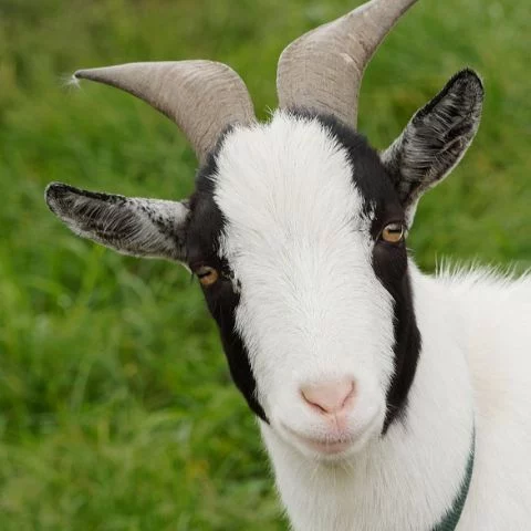 GoatSquad