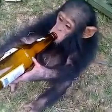 Pivo Clan