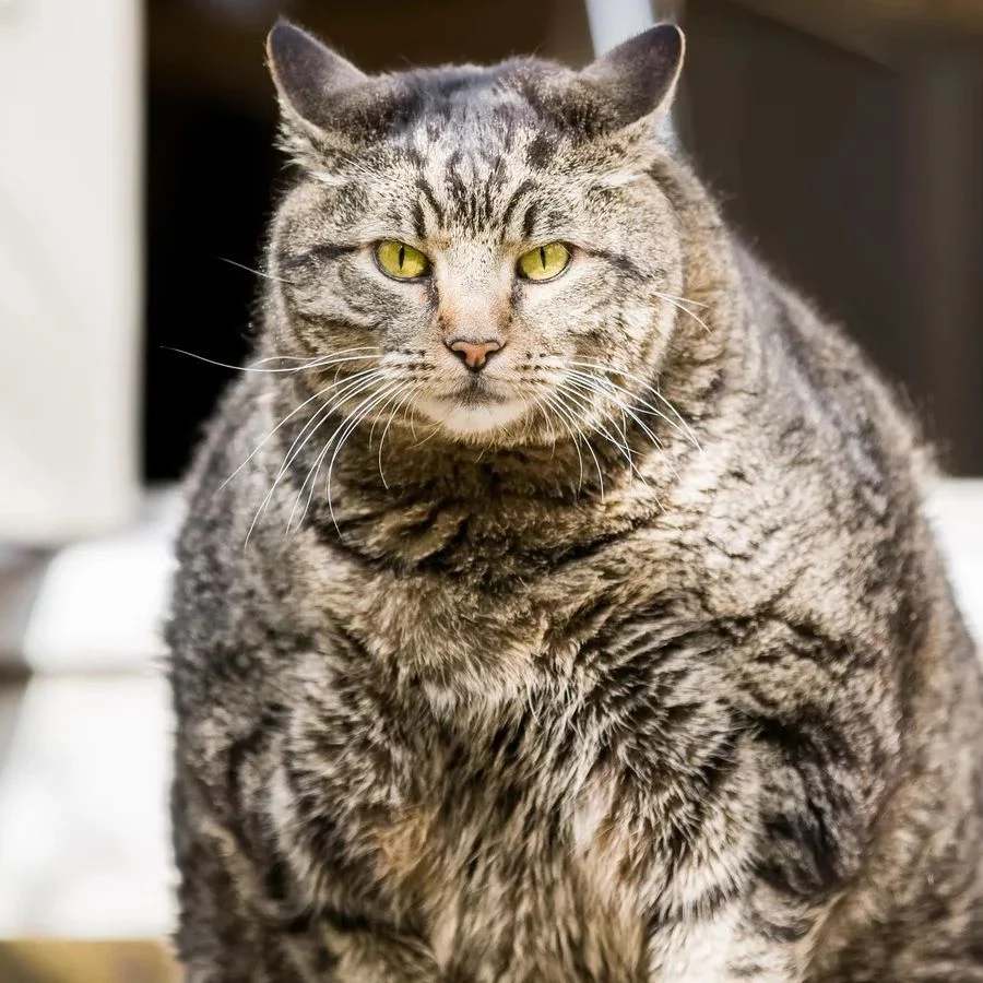 FatCatPeek