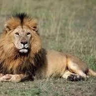 ANIMAL PLANET
