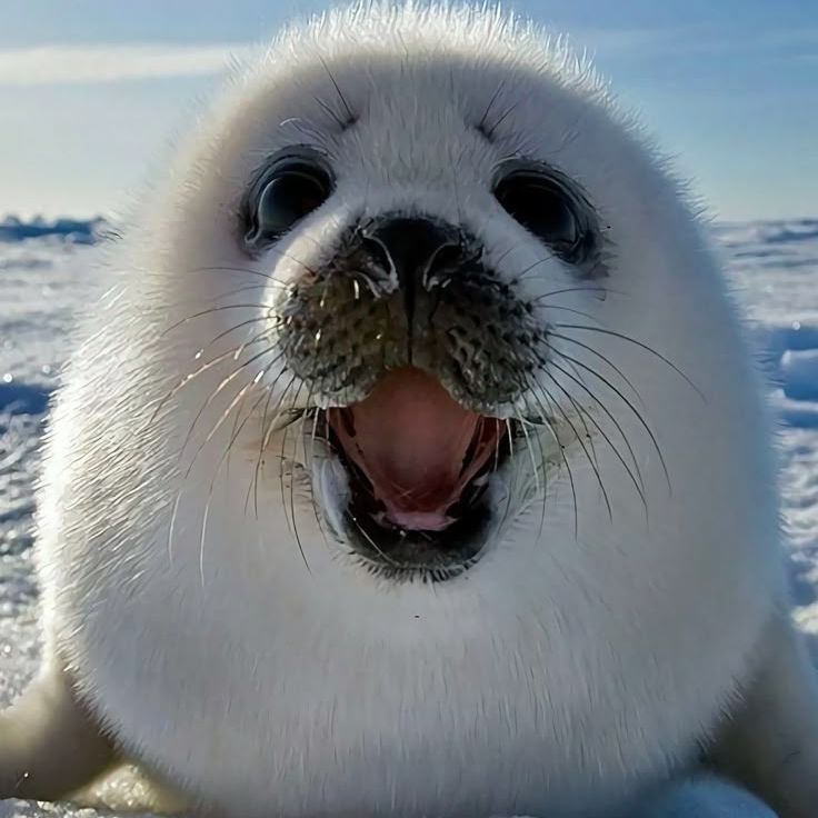 ---Seal---