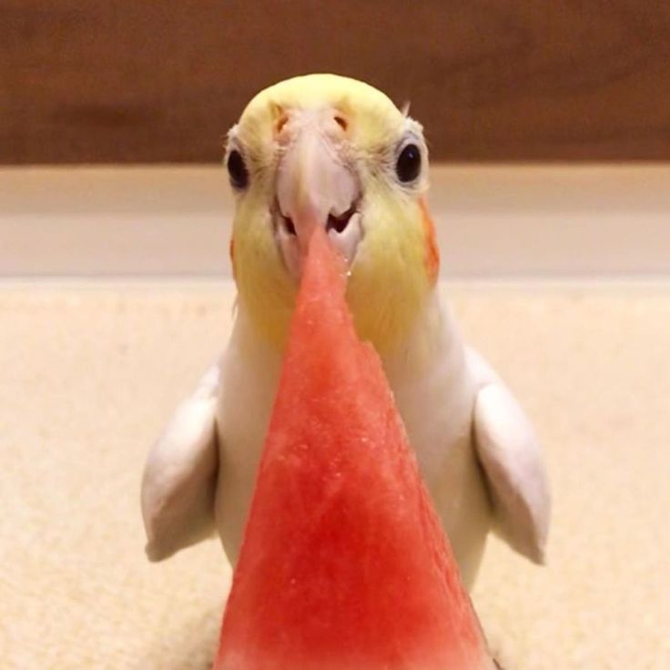 ampedv