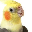 Glymir