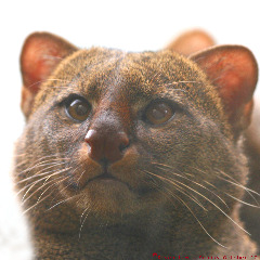 Wieselkatze