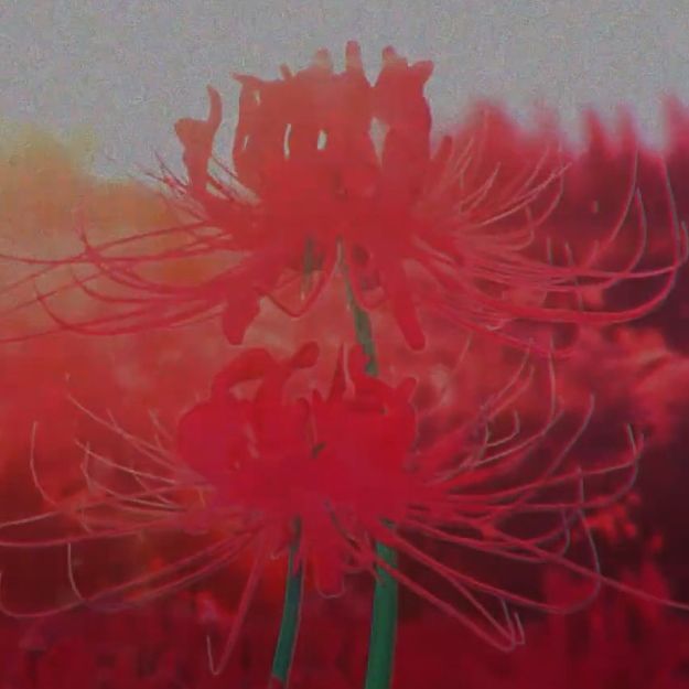 MRcreed