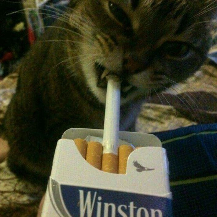 CATSTROW