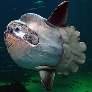 MrSunfish
