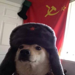 ZpQ_