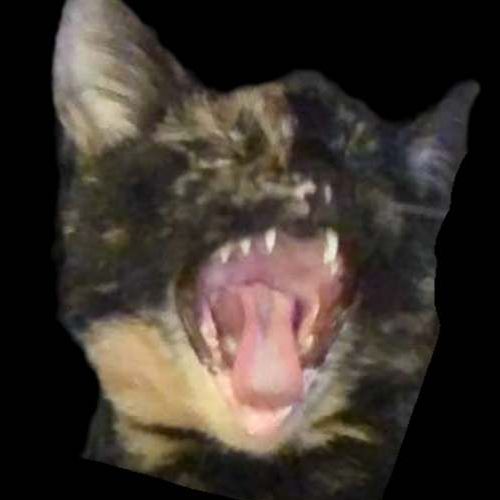 Vexijio