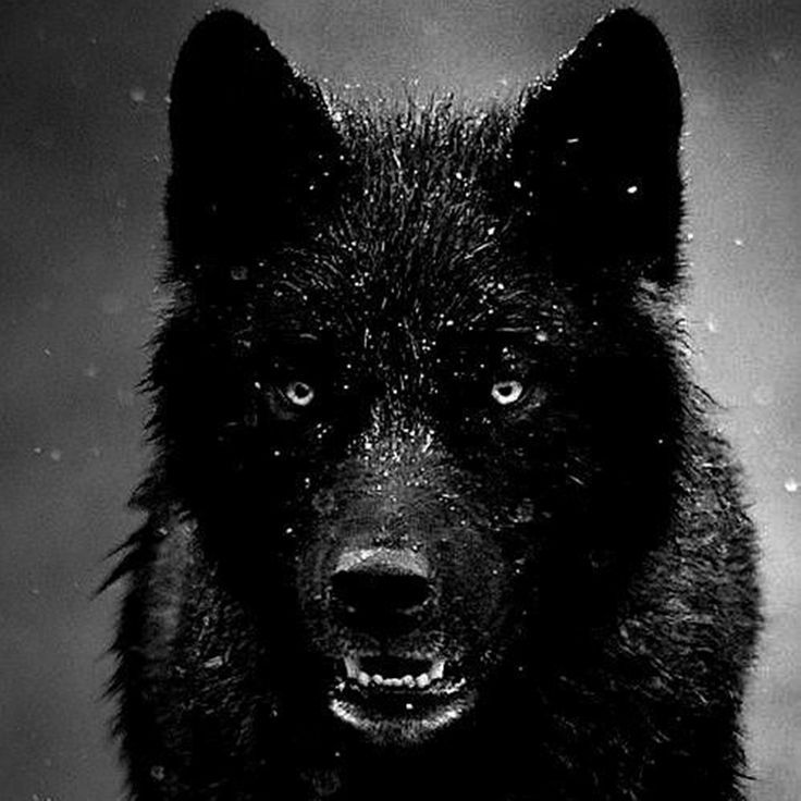 BEOWOLF18