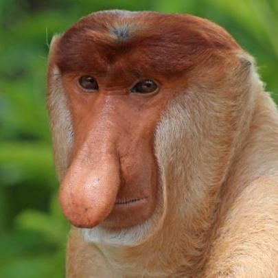 CGMonke