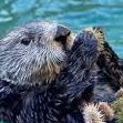 OtterRoboter