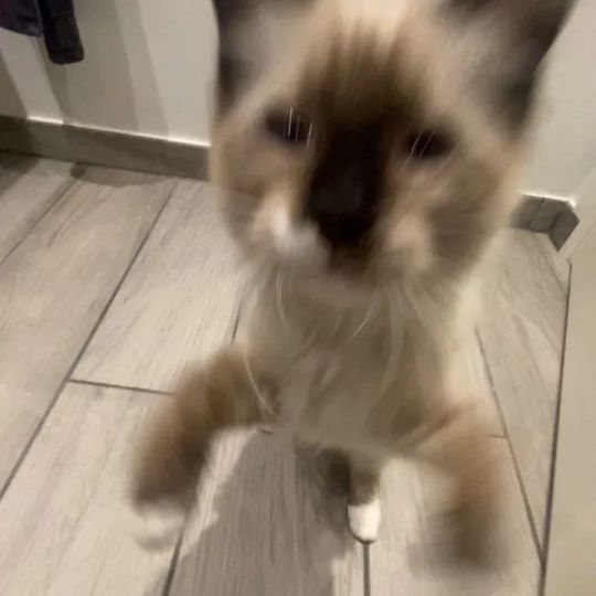 KlekzZ